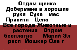 Отдам щенка Добермана в хорошие руки. Сука 5 мес. Привита › Цена ­ 5 000 - Все города Животные и растения » Отдам бесплатно   . Марий Эл респ.,Йошкар-Ола г.